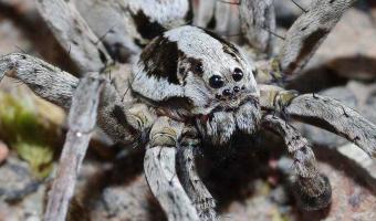 Учёный нашёл гигантского паука-лисицу и был рад. Это не шутка на Хеллоуин, ведь «красавец» вымер 17 лет назад