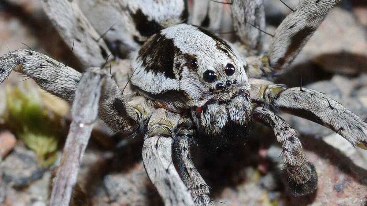 Аранеоморфные пауки