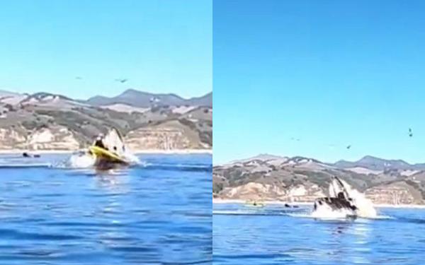 Люди увидели, как кит едва не проглотил девушек на лодке. Новая фобия уже здесь, и это видео - её амбассадор