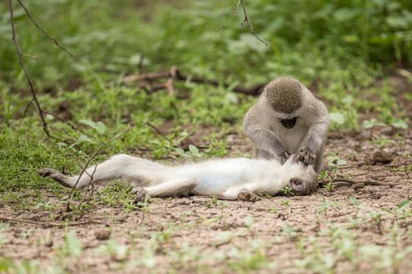 Фотограф умилялся, как одна обезьяна спасает другую, не ошибся. Ведь в хитрости люди недалеко ушли от приматов
