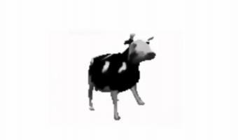 Польская корова танцует на видео, и это главный мем осени. Его сложно забыть, а ещё труднее — понять