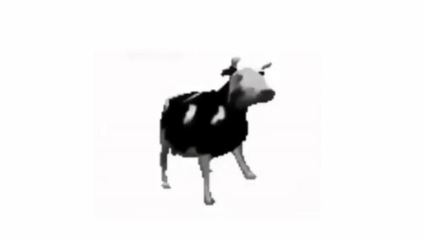 Танцующая польская корова - мем, какой сложно забыть (и понять). Но именно этим бурёнка людей и покорила