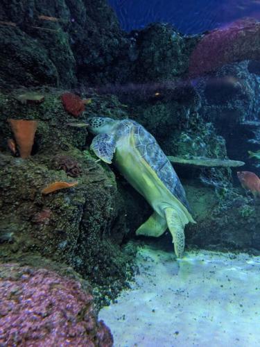 Работники океанариума взвесили черепаху и остолбенели.