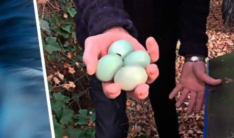 Фермер показал, какие яйца несут его курицы. Они напоминают «Скиттлз», но самое удивительное — цвет мяса птицы