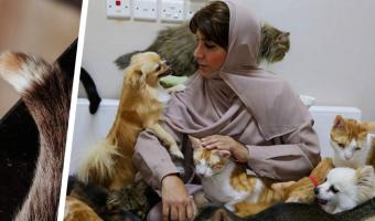 Женщина не любила животных, а сын подарил ей кота. И узнал маму с новой стороны — теперь с ней живут 500 кошек