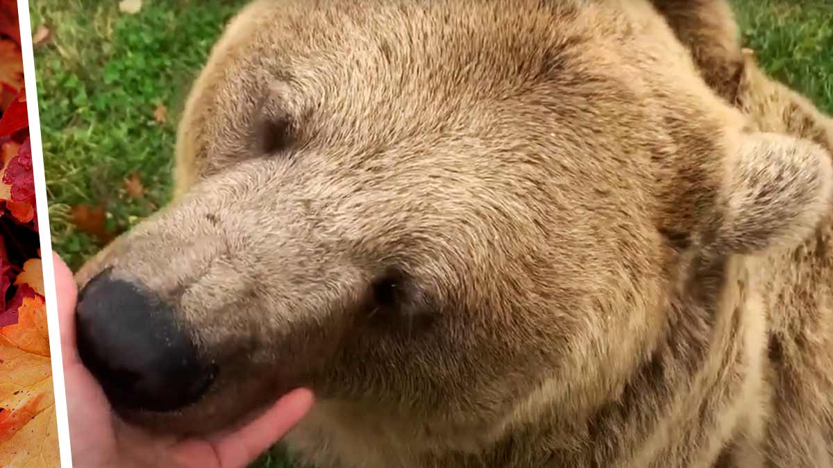 Хозяйка показала на видео, как умеет мурчать медведь