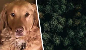 Хозяйка потеряла пса в лесу, но не опустила руки. Через год он доказал: собачья верность сильнее Беара Гриллса