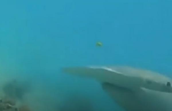Акула напала на дайвера, и тот проверил секретный приём - удар камерой. Теперь у парня впечатляющие кадры