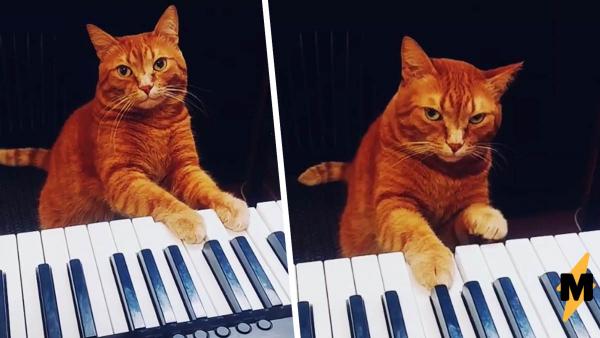 Кот сыграл мелодию на синтезаторе и стал звездой. Теперь люди записывают с ним дуэты и хотят к себе в банду