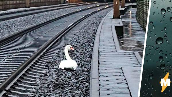Лебедь перекрыл рельсы и задержал на час 23 поезда. Это не акция протеста, а мотивы птицы - эталон романтики