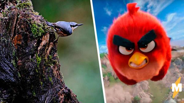 Фотографу понадобилось одно фото, чтобы доказать - Angry Birds существуют. Прототип красной птички найден