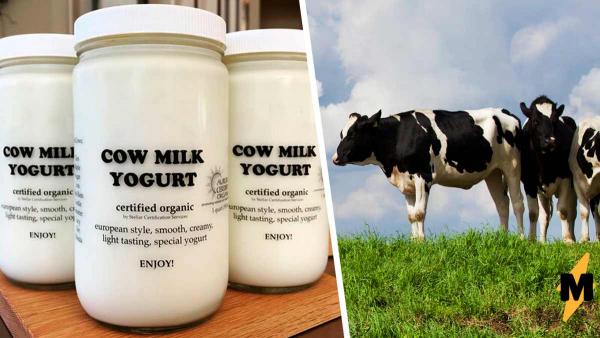 Фермеры написали на банке йогурта имена, и это привет от коров. Но веганы уже объяснили: умиляться тут нечему