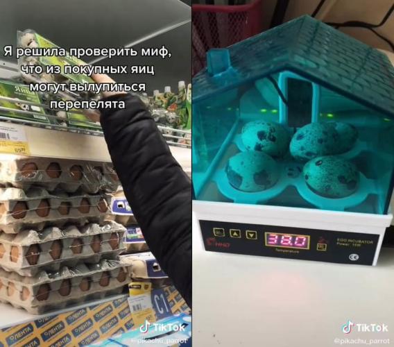 Блогерша проверила слух, что из магазинных яиц можно вывести перепелов. Как теперь есть яйца, люди не знают