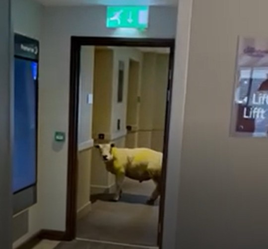 Работники увидели в отеле овцу и не поверили глазам. Она решила подняться на ступень эволюции, используя лифт