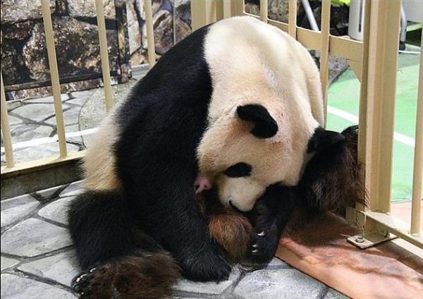 Работники зоопарка месяц радовались рождению малыша панды. Но детёныш оказался не тем, за кого себя выдавал