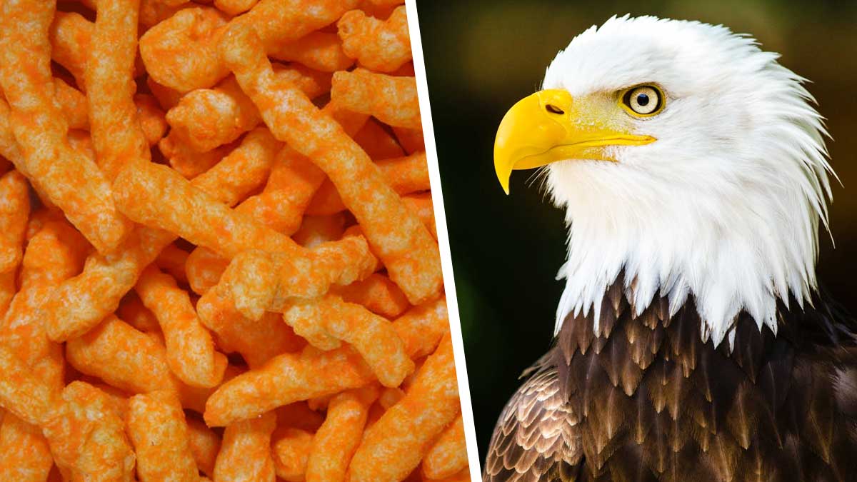 Парень продаёт Cheetos за 1000 долларов, но повод печальный