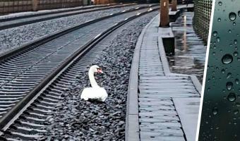 Лебедь перекрыл рельсы и задержал на час 23 поезда. Это не акция протеста, а мотивы птицы — эталон романтики