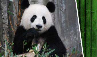 Работники зоопарка месяц радовались рождению детёныша панды. Он — тоже, ведь был не тем, за кого себя выдавал
