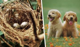 Сколько нужно псов, чтобы свить гнездо? Ответ узнала собачница, когда нашла в своём саду сюрприз