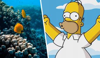 Гомер Симпсон существует в реальной жизни, но от него вы не услышите знаменитое «Д’оу!». Этот герой — рыба