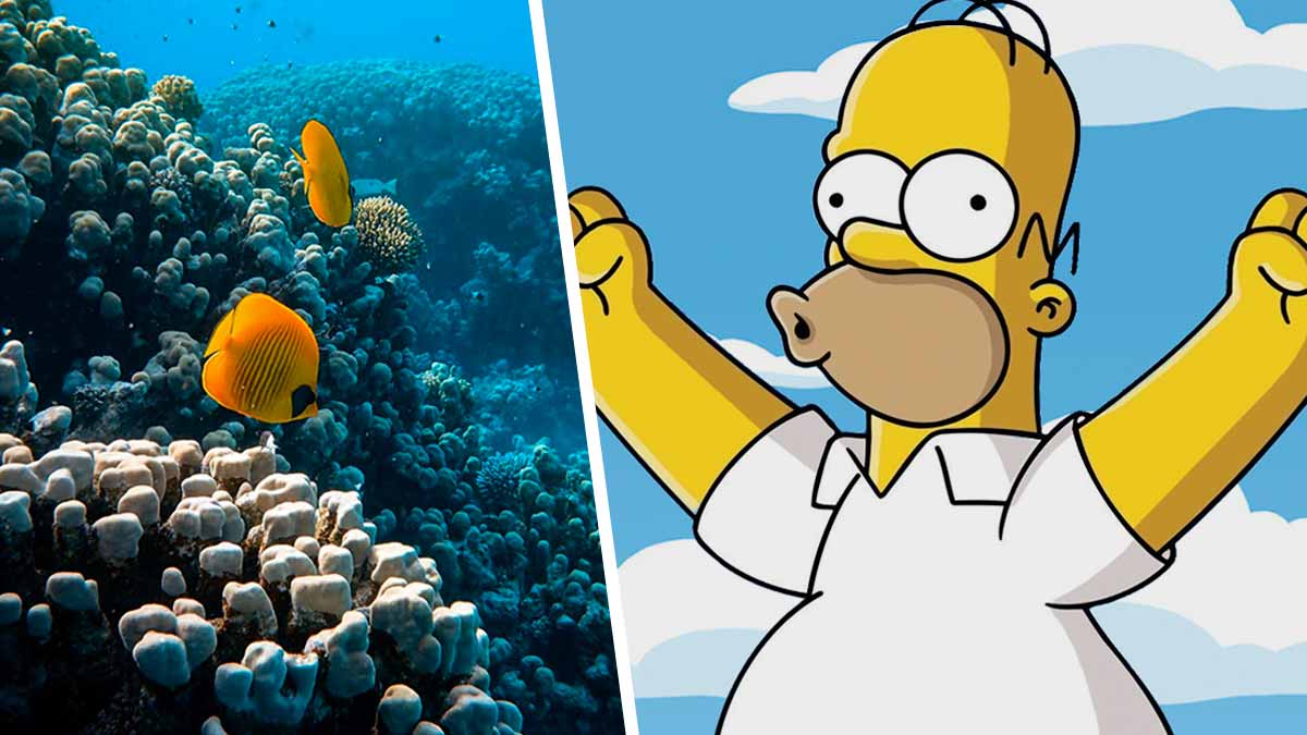 Гомер Симпсон существует в реальной жизни, но от него вы не услышите знаменитое: «Д’оу!» Этот герой — рыба