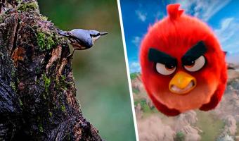 Фотографу понадобилось одно фото, чтобы доказать: Angry Birds существуют. Прототип красной птички найден