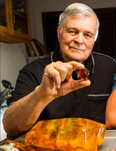 Учёный спас цветок, которому больше 100 миллионов лет, просто посмотрев на янтарь