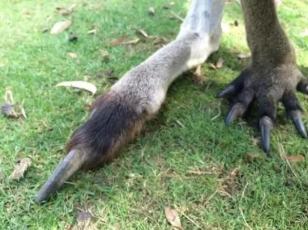 Лапы кенгуру - причина избегать Австралию №100. Люди увидели их и теперь не знают, как не бояться прыгунов