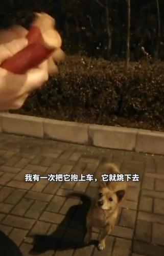 Женщина покормила дворового пса колбаской и не поверила своим глазам. И глазам собаки тоже