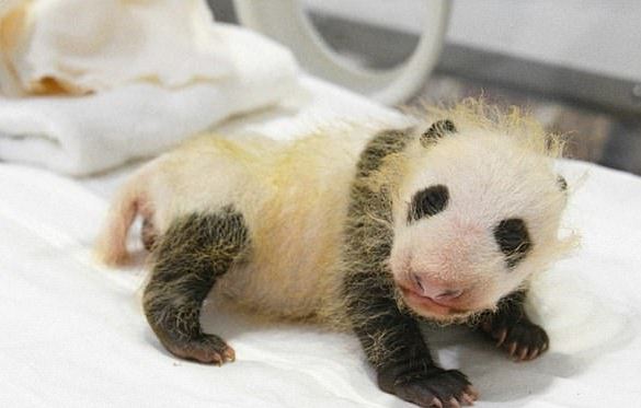 Работники зоопарка месяц радовались рождению малыша панды. Но детёныш оказался не тем, за кого себя выдавал