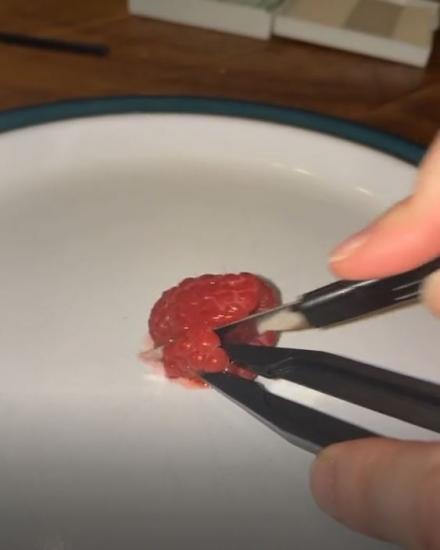 Девушка с помощью микроскопа доказала, что ягоды лучше всё-таки мыть.