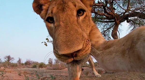 Что видит жертва льва в последний раз? Фотограф узнал, обронив свою камеру рядом с территорией львиного прайда
