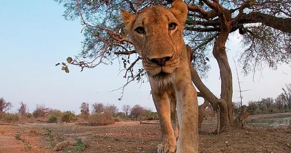 Что видит жертва льва в последний раз? Фотограф узнал, обронив свою камеру рядом с территорией львиного прайда