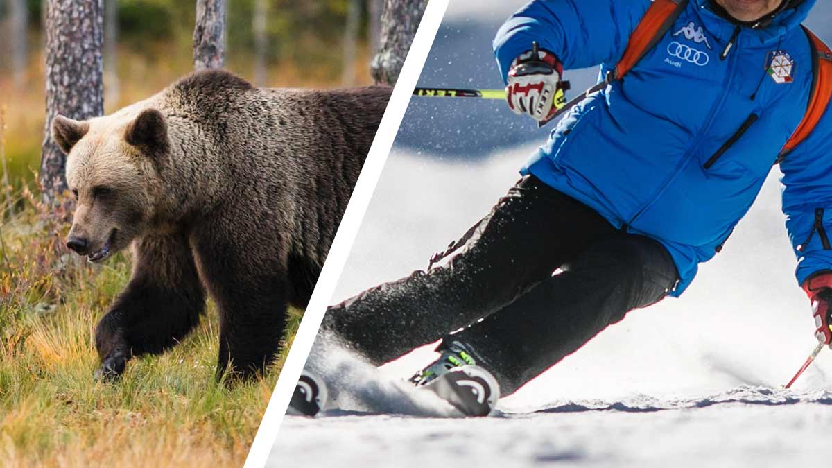 Турист и медведь на видео устроили гонки на склоне в Румынии