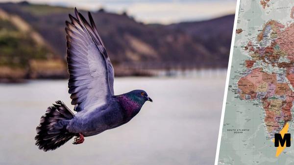 Гоночный голубь увлёкся и пролетел 13000 км. Если бы он знал, как его наградят за рекорд, - стал бы вокзальным