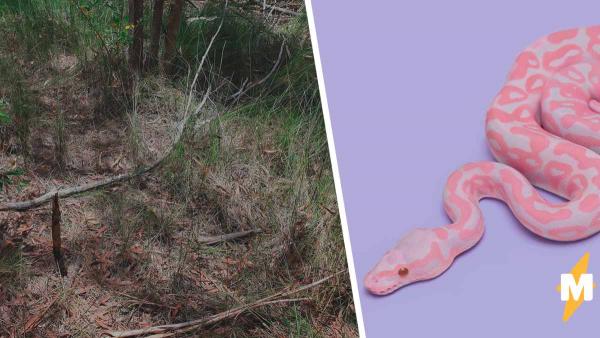 Специалисты показали фото змеи и озадачили людей. Найти рептилию сложно: в каждой палке скрыта опасность