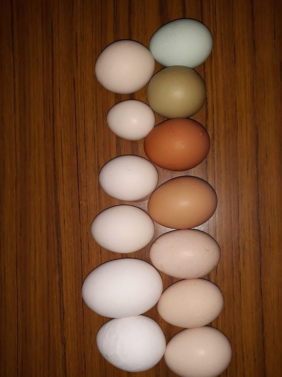 Почему куры несут яйца с дефектами?