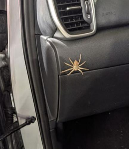 Женщина убила паука в машине, но тот оказался мстительным. Сюрприз карателя с лапками - повод сжечь авто
