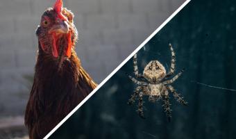 Блогерша показала, как избавиться от паука с помощью курицы (зря). Теперь люди боятся за девушку и птичку