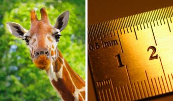 Учёные показали, как выглядят карликовые жирафы, и это готовый мем. Природа, что ты делаешь, ахаха, прекрати