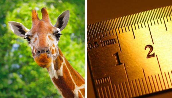 Учёные показали, как выглядят карликовые жирафы, и это готовый мем. Природа, что ты делаешь, ахаха, прекрати
