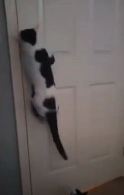 Хозяйка думала, что сошла с ума и её коты научились проходить сквозь стены. А они просто освоили навык взлома