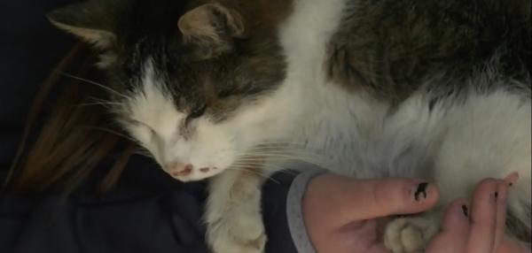 Потерявшийся 10 лет назад котик вернулся в семью благодаря микрочипу. Киберпанк, который мы заслужили