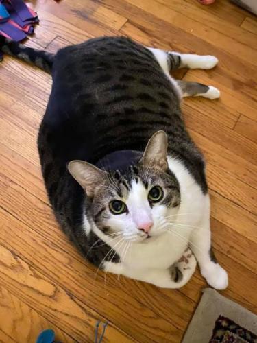 Этот котик слишком большой, хотя всю жизнь сидит на диете. Хозяйка просит не винить её, а винить генетику