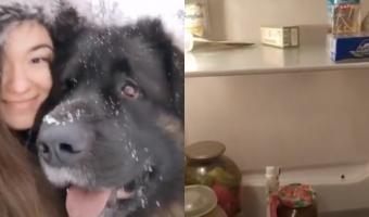 Владелица пса показала на видео, чем его кормит (зря). После такого рациона её врагом стала пенсионерка