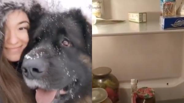 Владелица пса показала на видео, чем его кормит (зря). После такого рациона её врагом стала пенсионерка