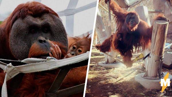 Орангутан в зоопарке одним действием доказал: учёные не правы. Для этого он просто взял на руки свою дочь