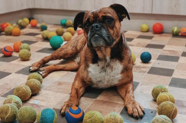 Собака играла с теннисным мячиком и чуть не умерла. Ветеринар объясняет: теннис не для пёсиков