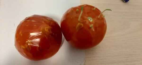 Девушка купила помидоры и поняла: вот они, овощи "экономкласса". Но томат не виноват: подвели условия хранения