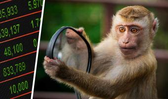 Учёные: обезьянки — крутые экономисты. Они анализируют людей и воруют ценное, но выкупить обратно — проблема